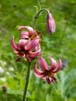 Lilium martagon