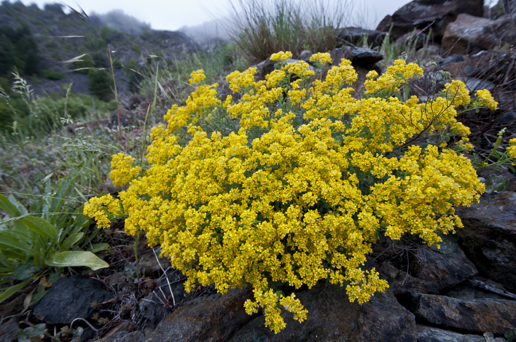 گیاه Alyssum bertolonii