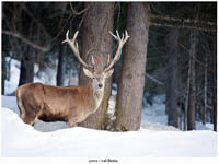 immagine 07 di 22