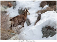 immagine 08 di 22