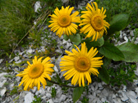 immagine 05 di 28