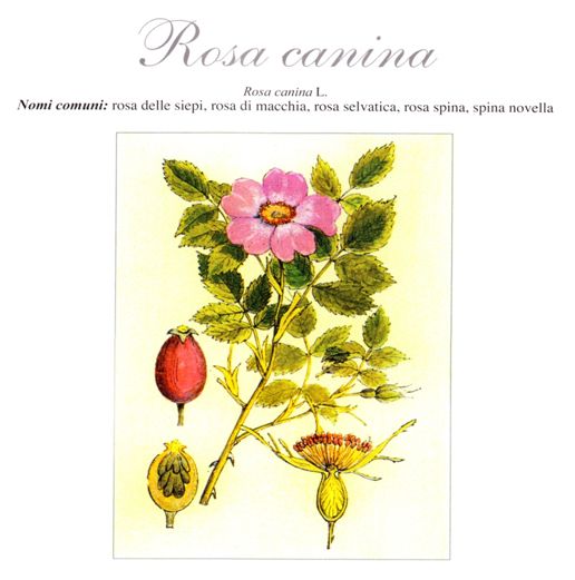 Rosa canina